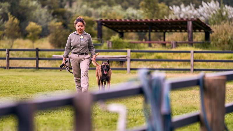 Keep Dogs Away From Livestock