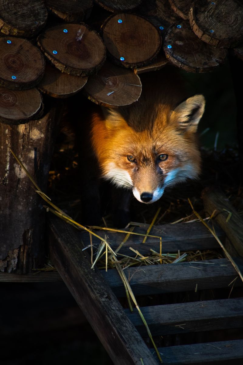 Keep Your Dog Away From Wildlife Dens