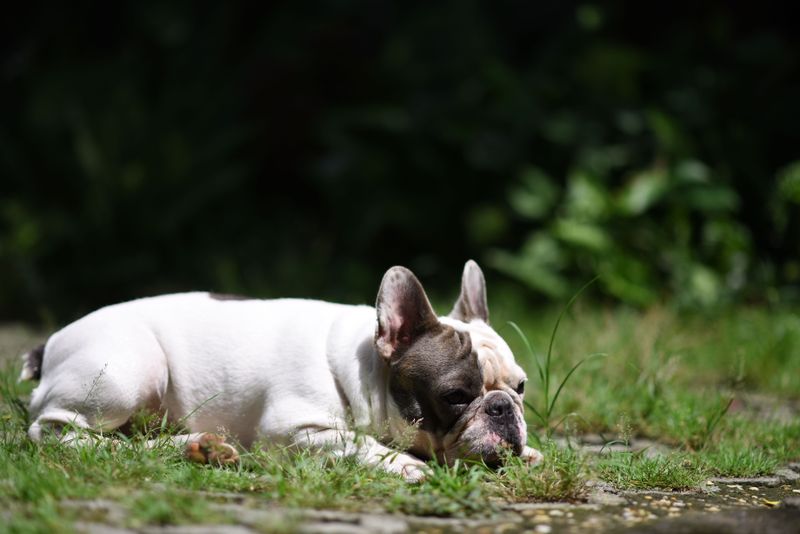 Short-Nosed Breeds Need Extra Caution
