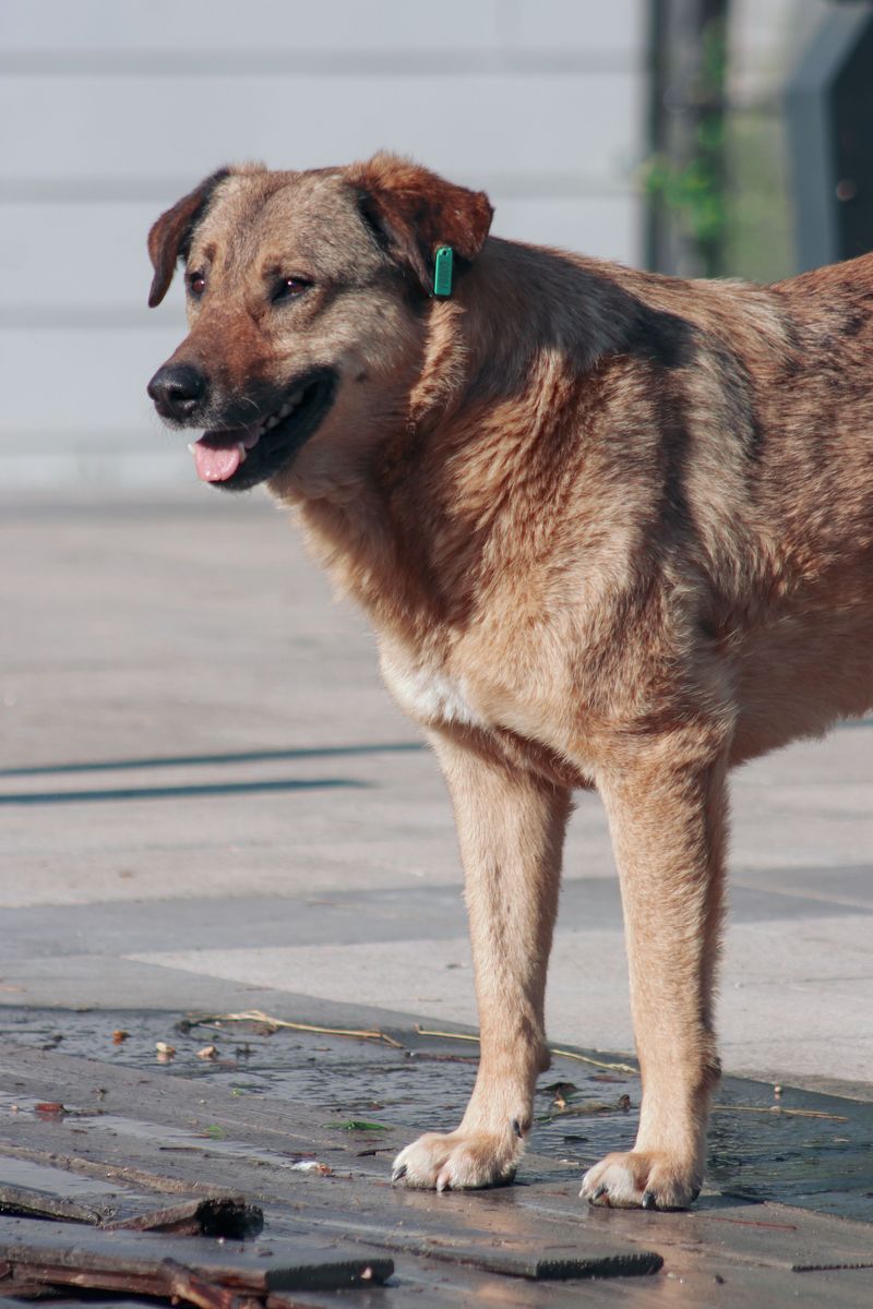 Why Escaped Dogs Keep Running