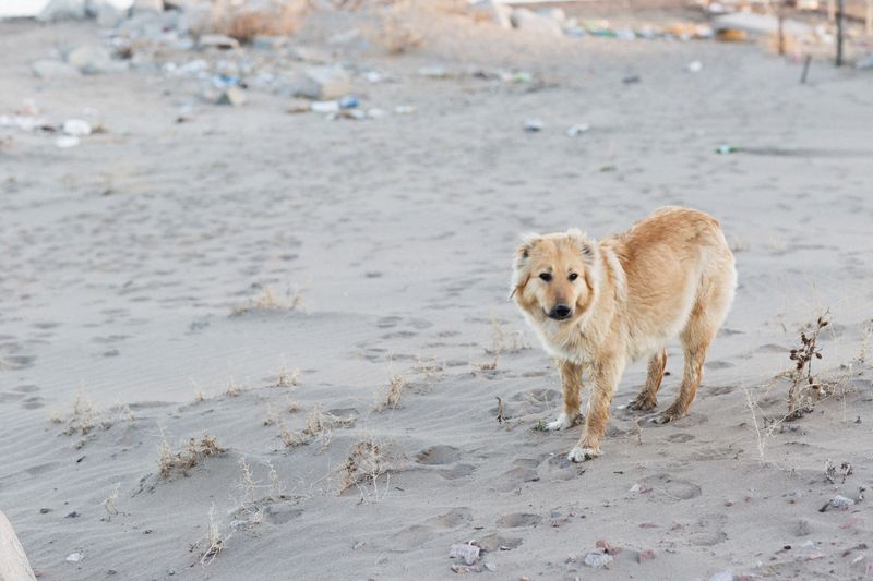 Paw Protection For Flood Debris