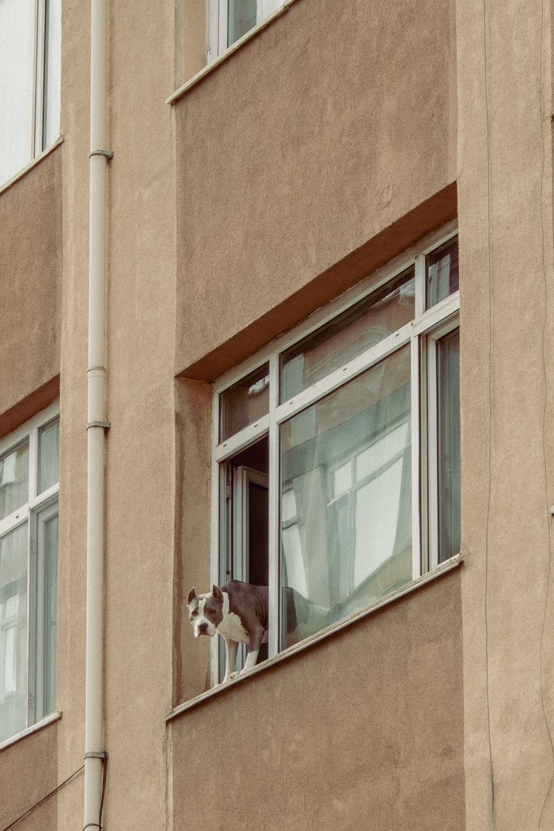 Breed Restrictions Come From Buildings, Not The City