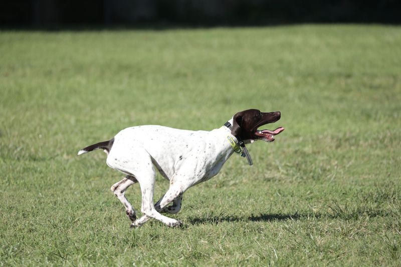 German Shorthaired Pointer: The Sleek Triathlete