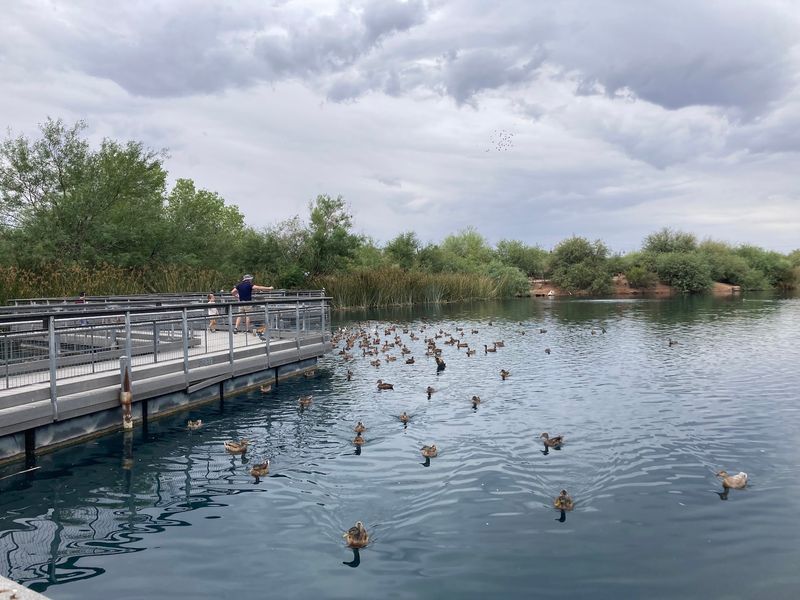 Eastern Canal Path: Wetlands And Wildlife Watching