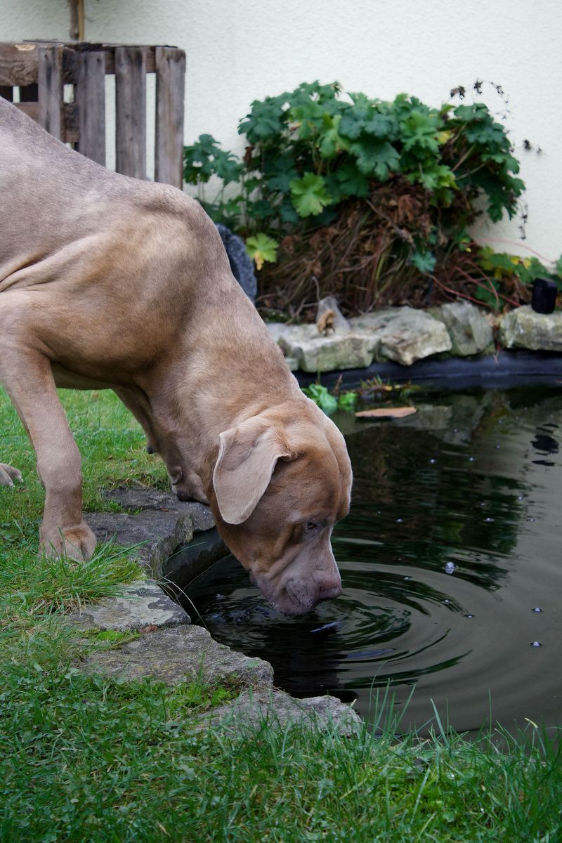 A Pond-Safe Yard Still Needs Regular Checks