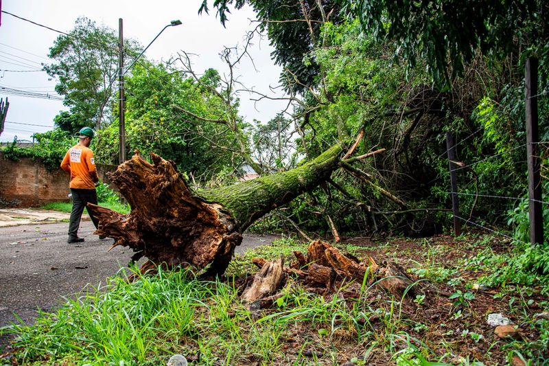 Storm Debris And Damaged Branches On Your Route