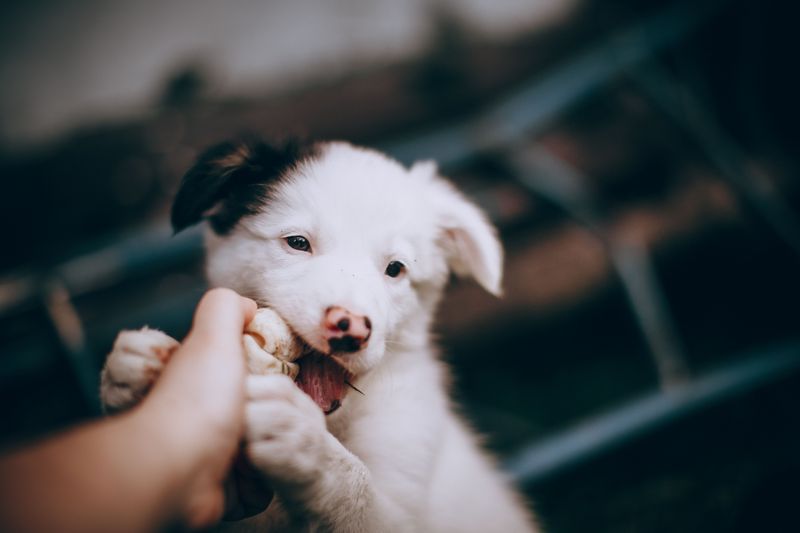 The Bite Statute Protects People First