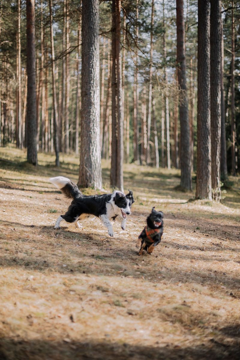 Chasing Is Never Harmless Fun