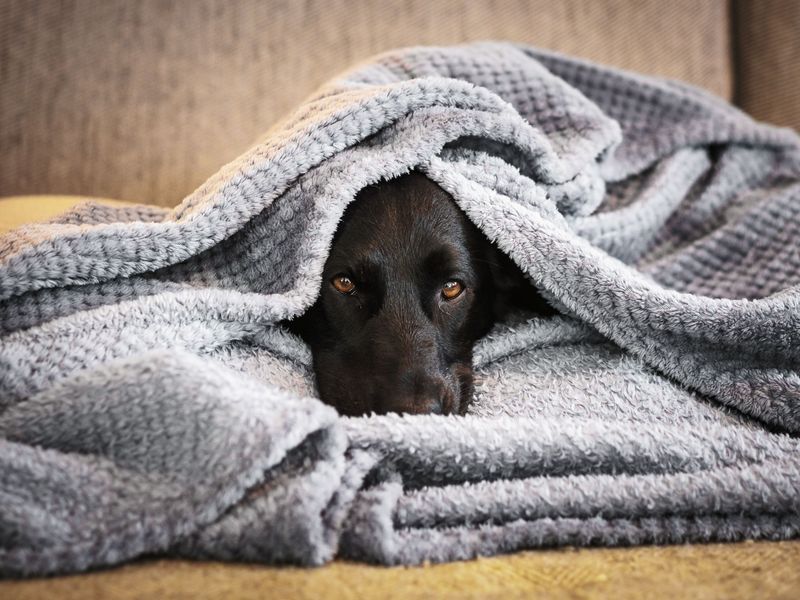 What Can Help My Dog Feel Safer During Thunder?