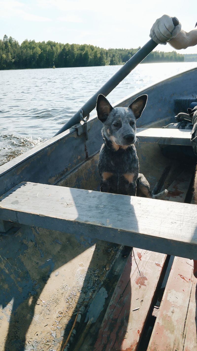 Know the Boundary Waters Rules for Dogs