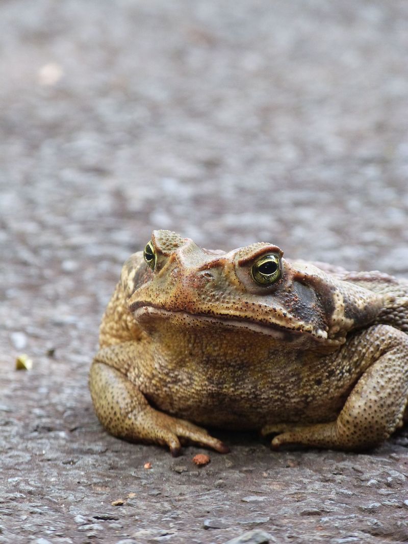 Know Why Cane Toads Are Dangerous to Dogs