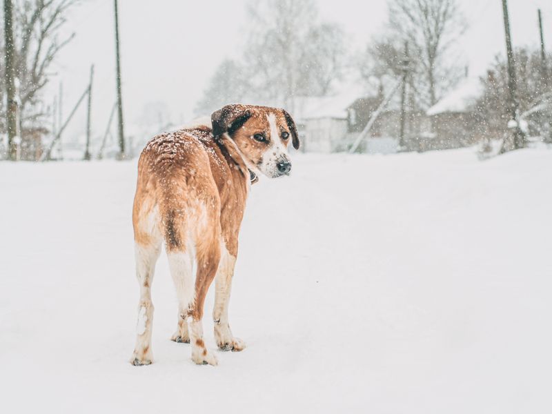 Who to Contact About a Dog in Weather-Related Danger