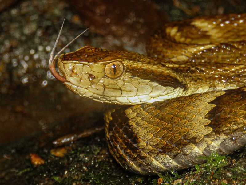 Why Copperheads Show Up Near Creeks