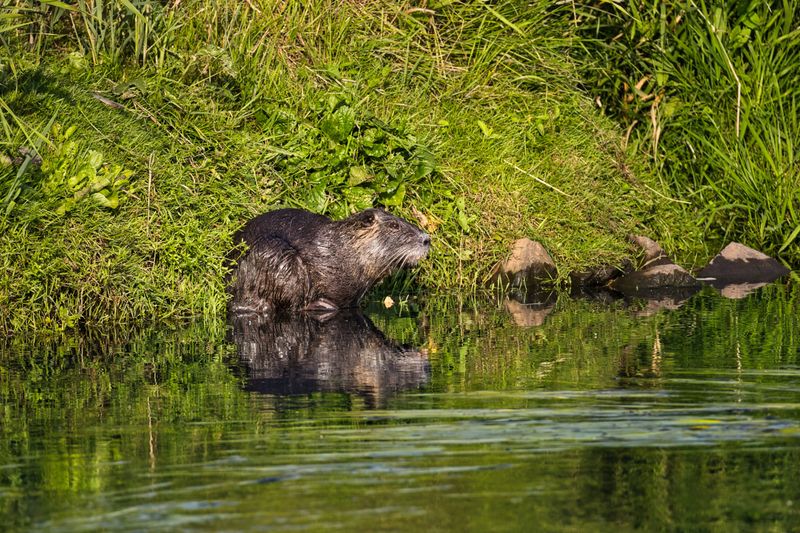 Where Louisiana Dogs May Encounter Nutria