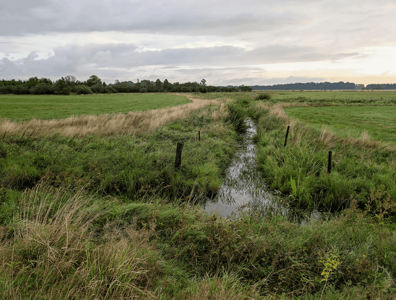 Why Drainage Ditches Can Attract Water Moccasins