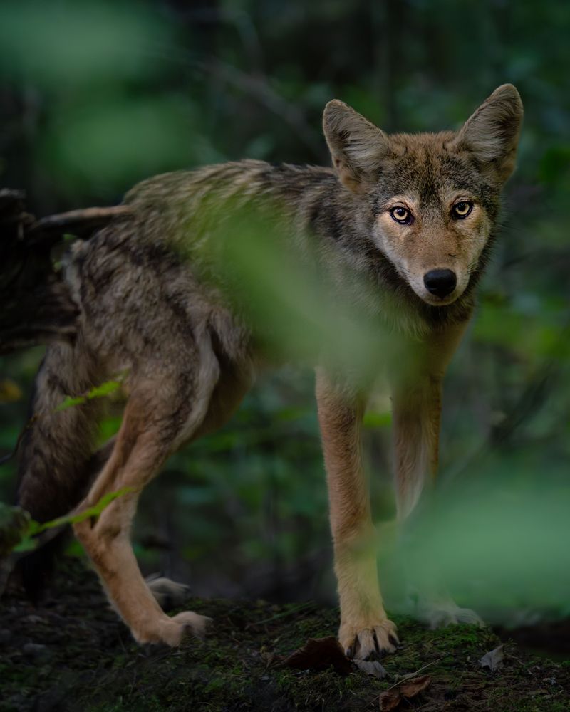 Know Which Wildlife Your Dog May Encounter