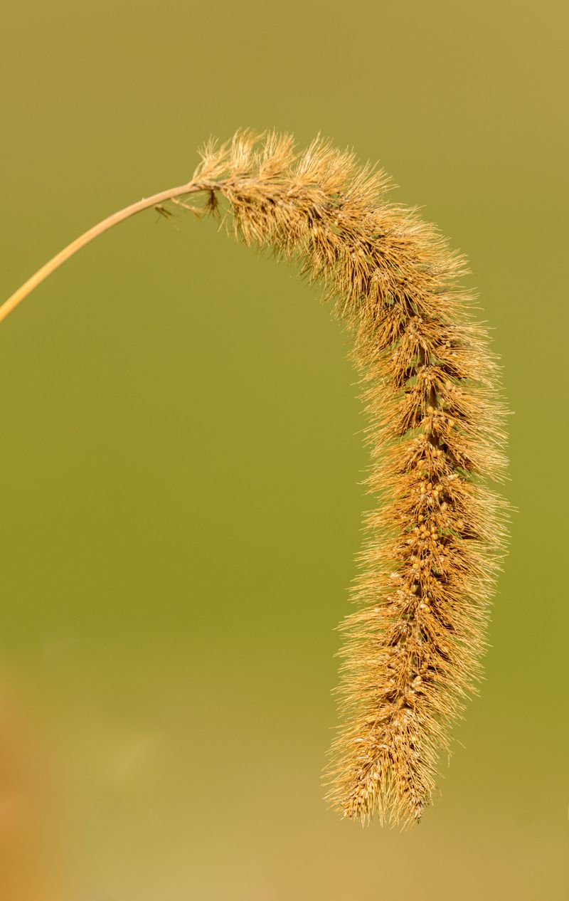 What Sandburs And Grass Awns Are