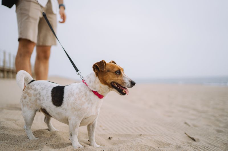 Seasonal Dog Rules Vary By Outer Banks Town