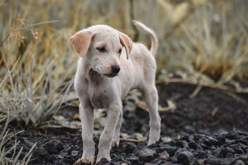 Pennsylvania’s Animal Protection Laws and Outdoor Dogs