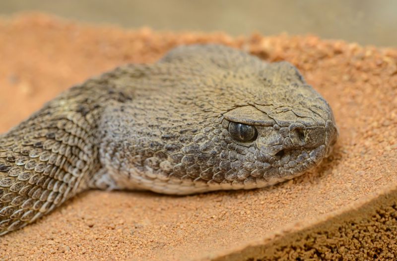 When Prairie Rattlesnakes Are Most Active