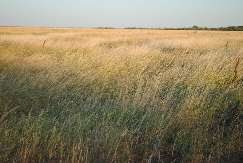 Why Nebraska Dogs Encounter Them