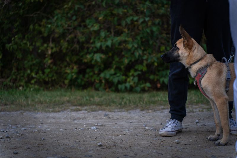 Stay Calm and Keep Your Dog Close