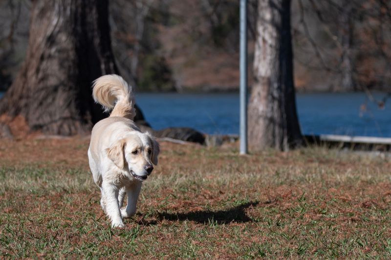 Keep Your Dog Far From the Water's Edge