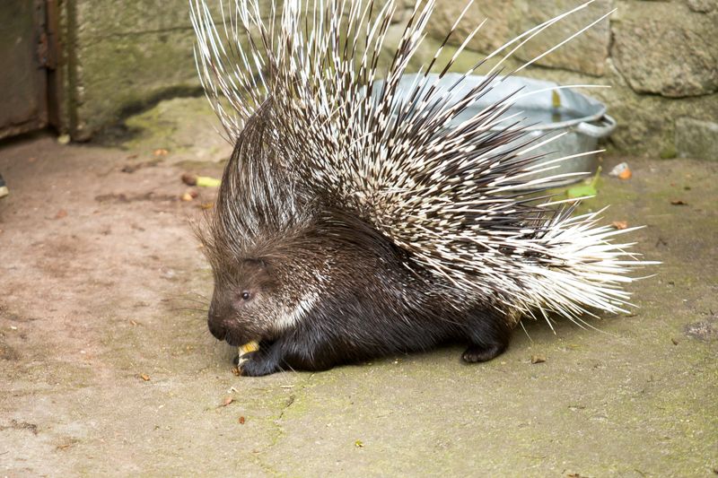 Recognize the Signs of a Porcupine Encounter