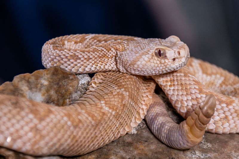 Rattlesnakes Are Native To Utah Canyon Country