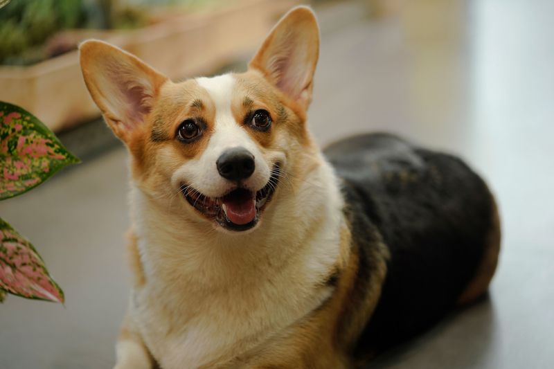 Know VRE’s Pet Rule Before You Head Out
