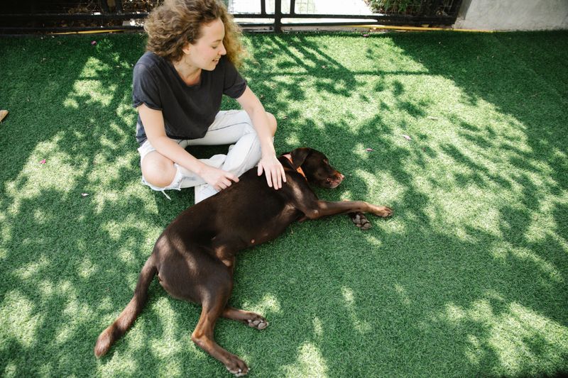 Is There a Dog Park, and Does It Have Shade?