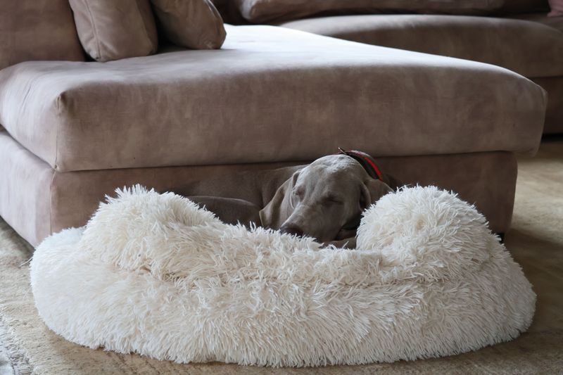 Can Your Dog Go Into Every Room?