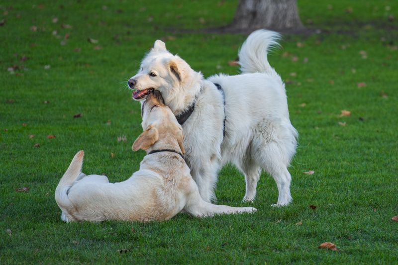 Wisconsin's Dog Owner Law Covers Other Dogs