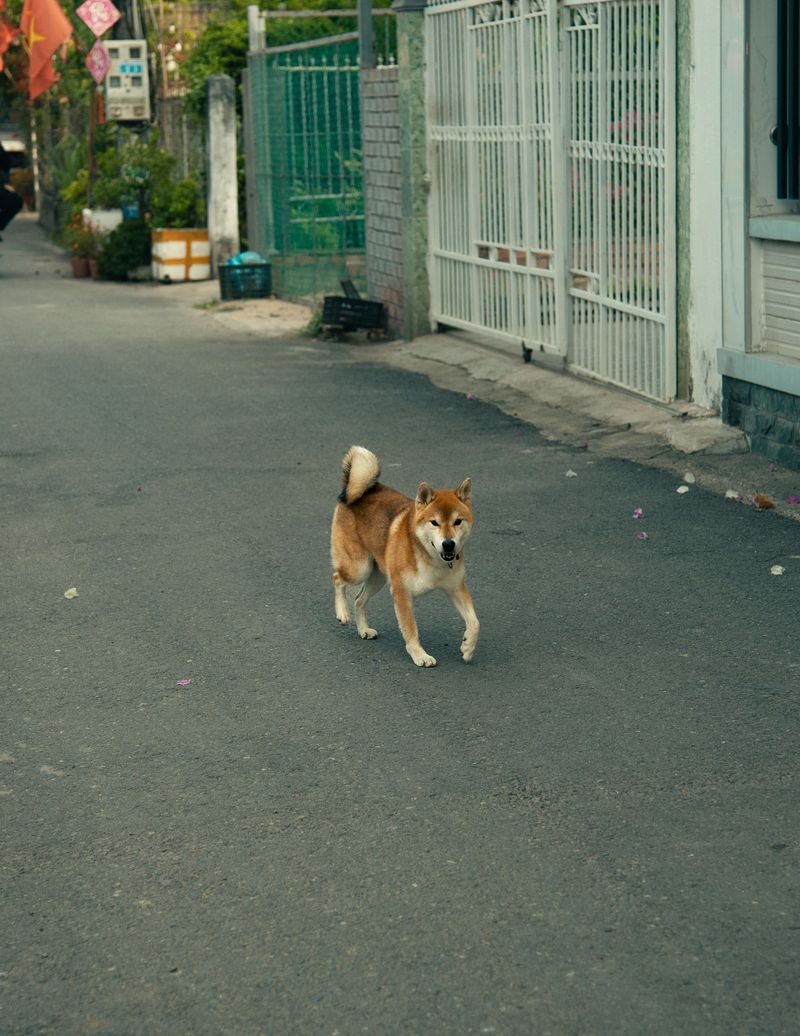 What will you do if my dog slips out while you are entering or leaving?