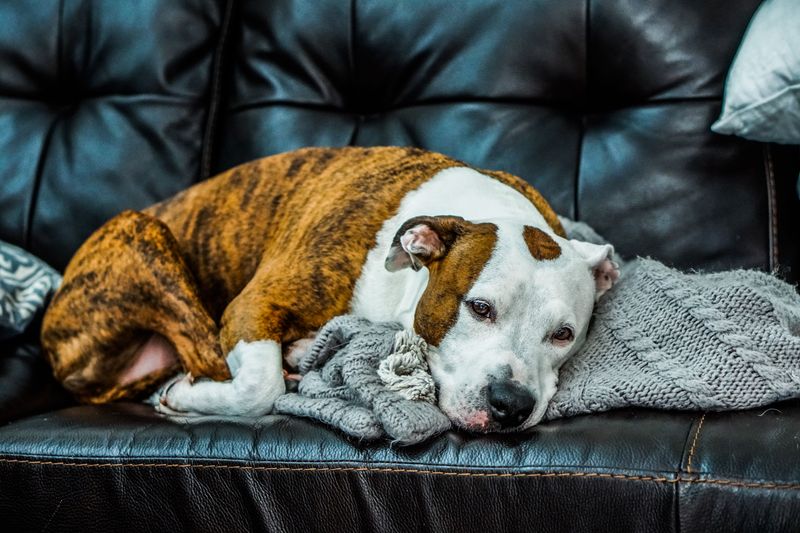 Why Dogs May Need Extra Recovery Time