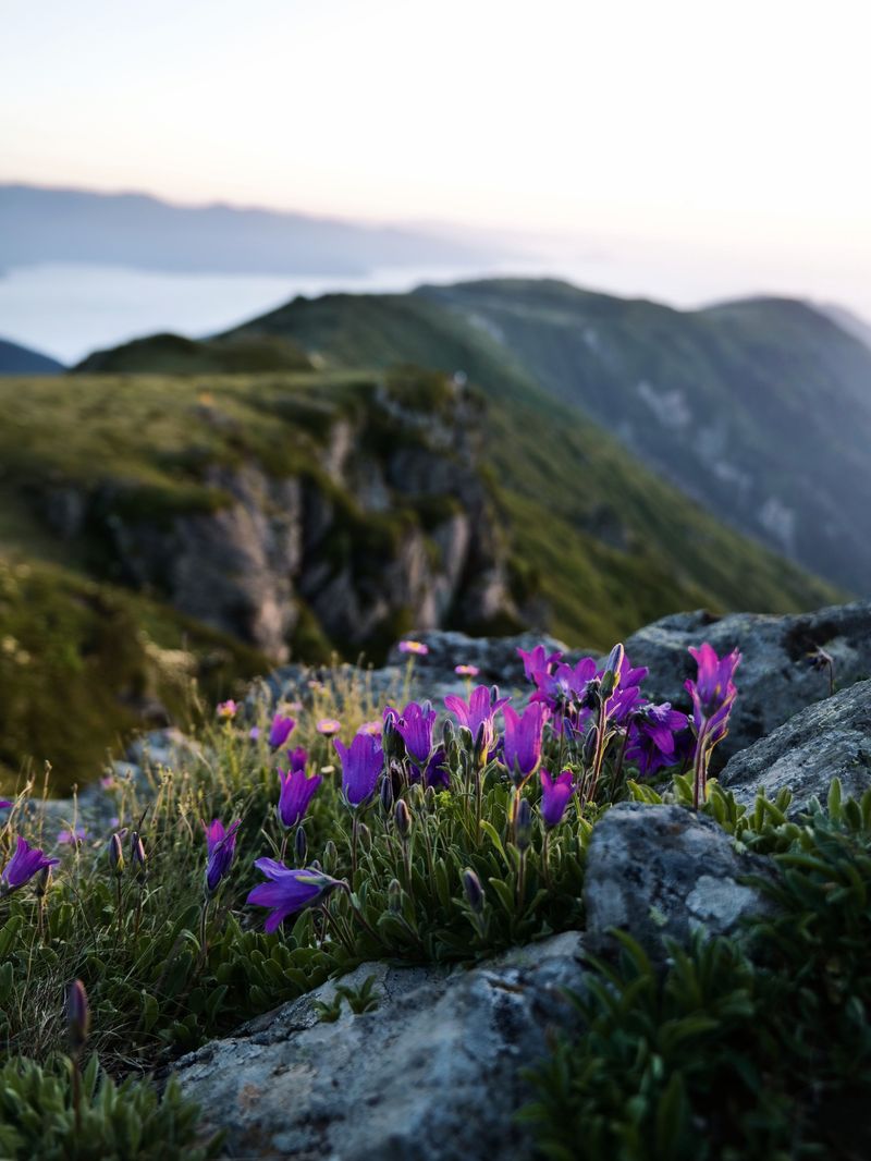 Keeping Dogs Away From Fragile Alpine Plants