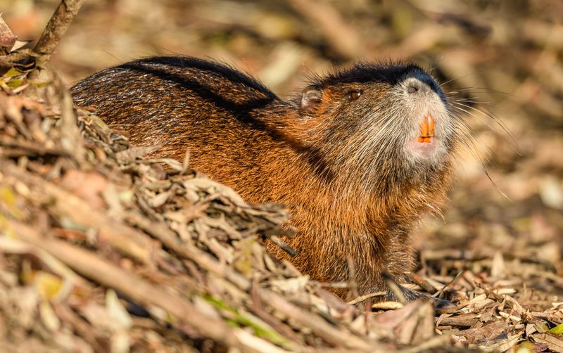 Keep Dogs Away From Injured Nutria