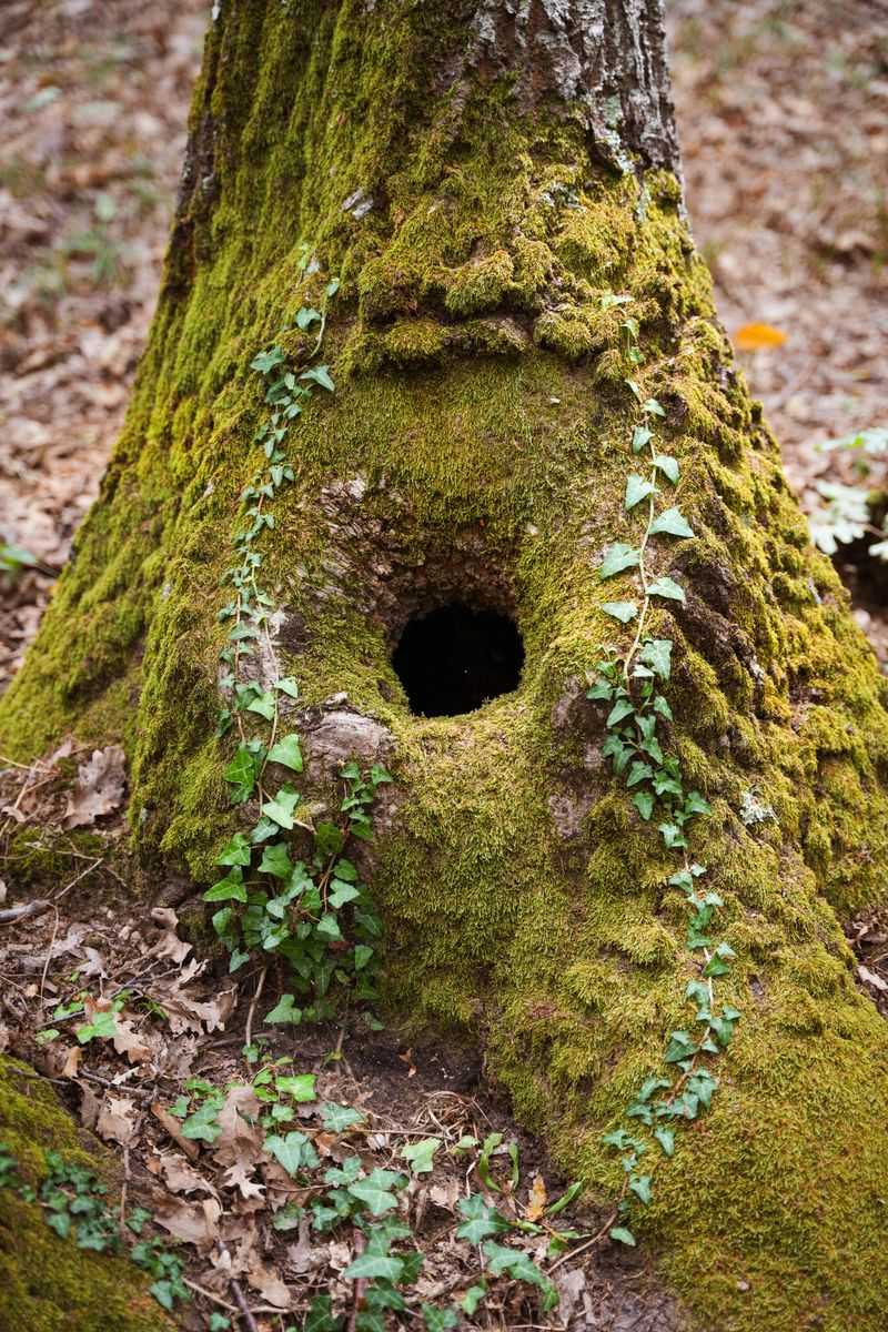 Missing the Clues of a Bear Den