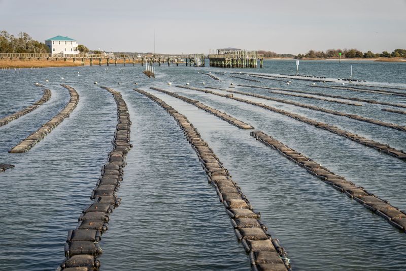 Why Oyster Shells Gather Near Tidal Water