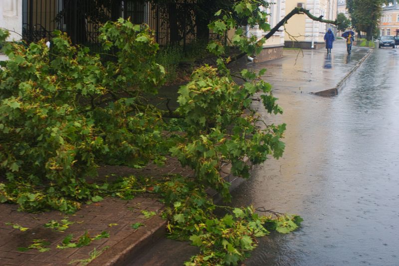 Which Storm Debris Should My Dog Avoid?