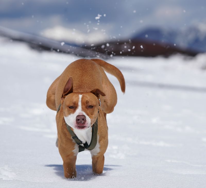 How Long a Dog Can Safely Remain Outside