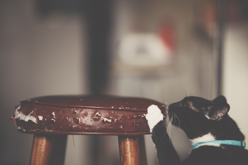Telling Wear and Tear Apart From Pet Damage