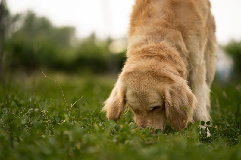 Why Curious Dogs Are At Greater Risk