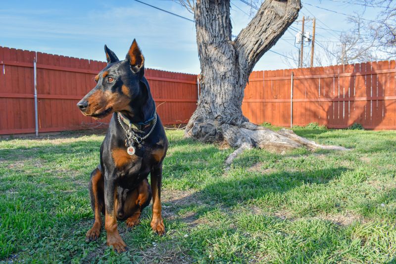 How to Make Your Yard Safer for Your Dog