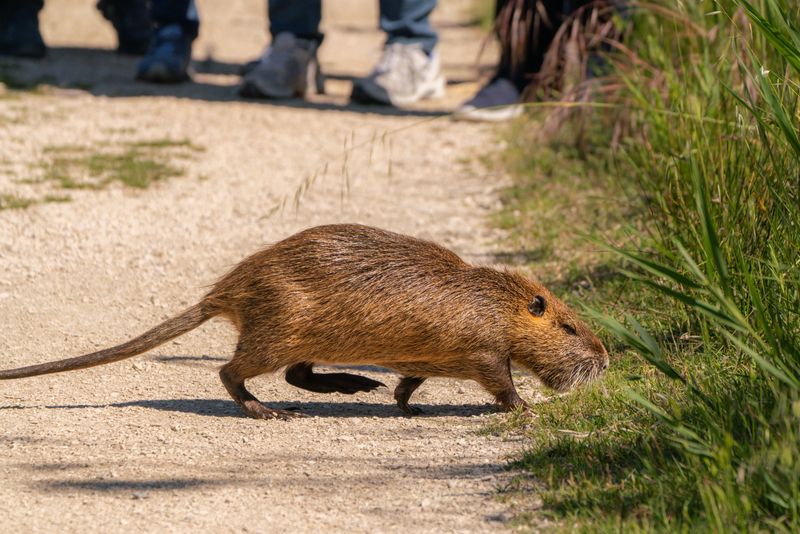 How to Handle a Nutria Sighting Safely
