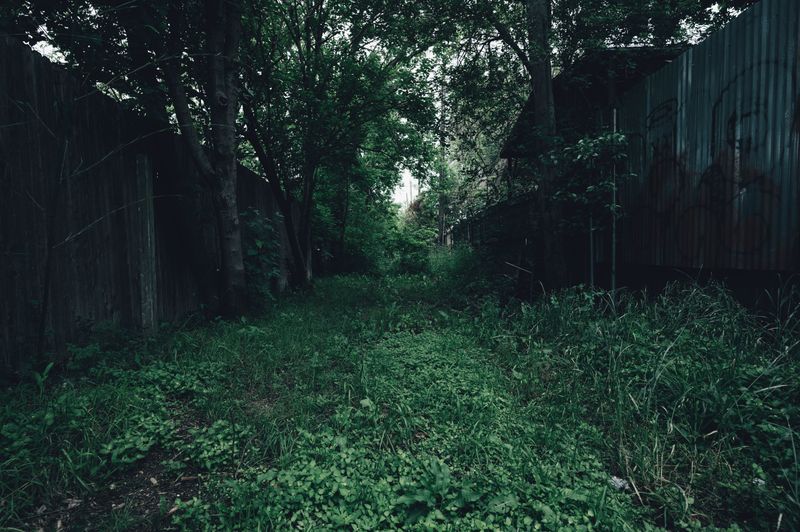 Why Tall Grass and Thick Brush Can Be Risky