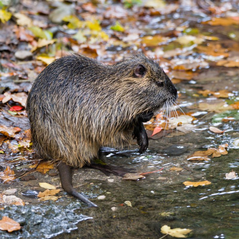 Why Nutria Attract Dogs Along Canals