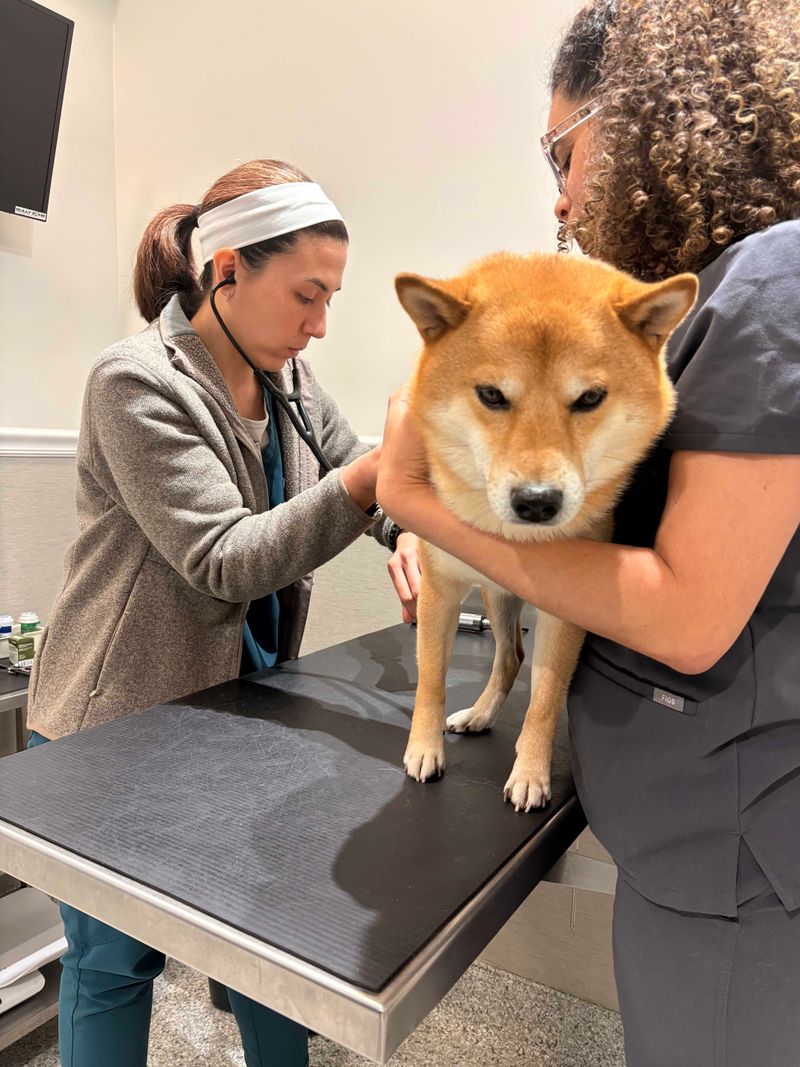 Is My Dog’s Heartworm Plan on Track?