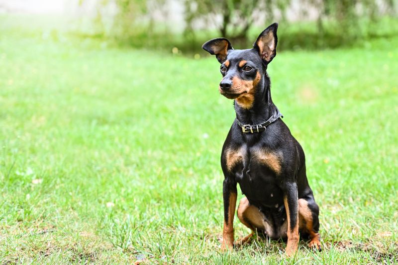 Miniature Pinscher