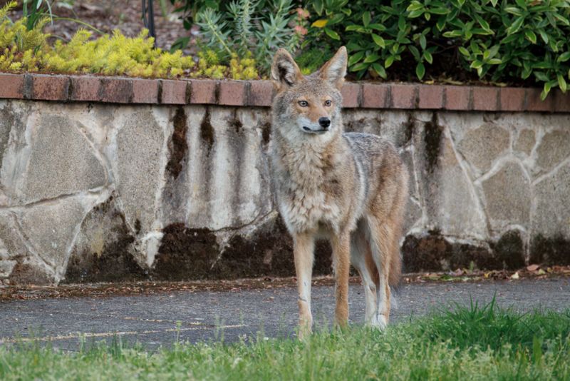 Coyotes in Town and Country